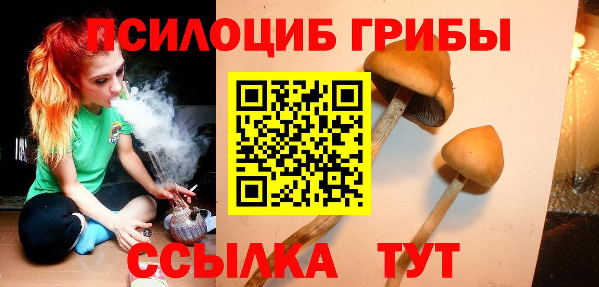 Псилоцибиновые грибы Cubensis Гулькевичи